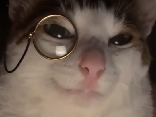 chat mignon monocle