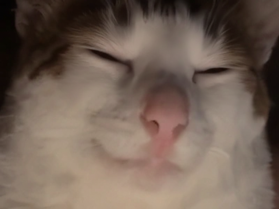 chat asiatique chasiatique