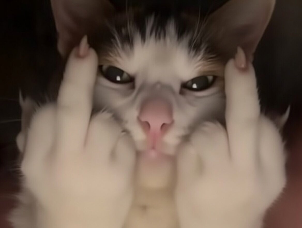 cat chat gooner doigt fuck