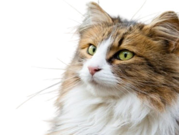 chat mignon cute choc surprise pas compris wtf malaise