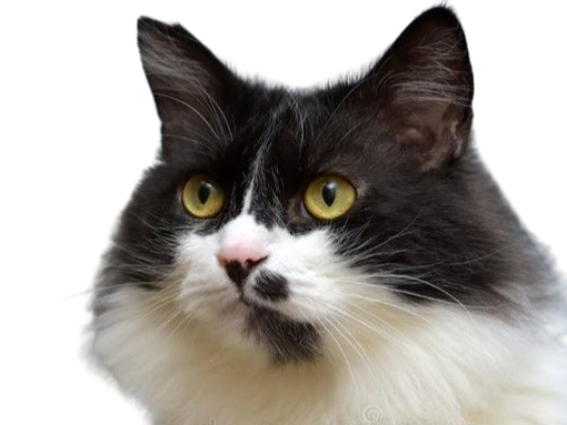 chat mignon cute noir blanc pas compris wtf reflexion penser philosophe