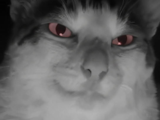 chat demon mignon conquete