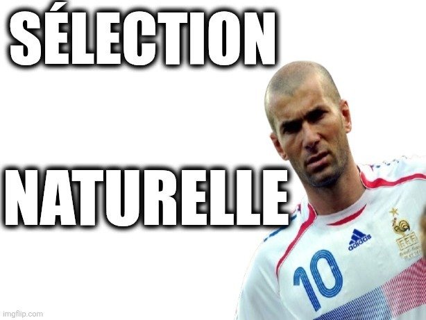 zinedine zidane zizou france selection naturelle