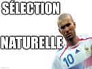 zinedine-zidane-zizou-france-selection-naturelle