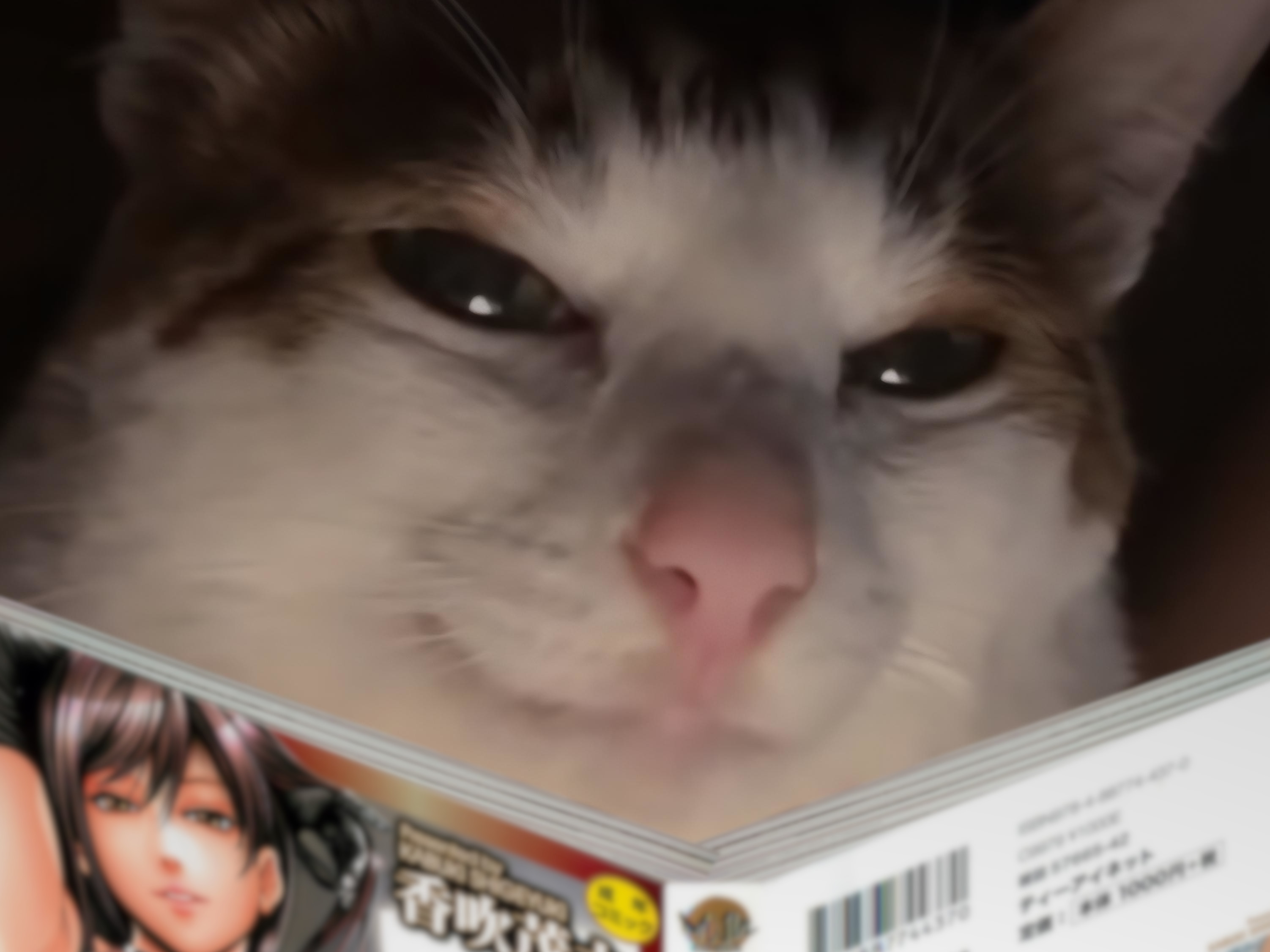 chat cat tarax chadelf vicieux hentai adelf blabla noia m