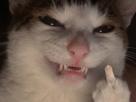 chat-fuck-middle-finger-doigt-cat