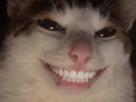 cat-chat-smile-dents-sourire-malin-satisfait-machiavelique