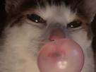 cat-chat-bubble-gum-chewing