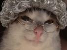 cat-chat-grand-mere-lunettes-cheveux-gris