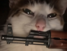chat-cat-suspect-bizarre-tarax-mignon-ak47-kalashnikov