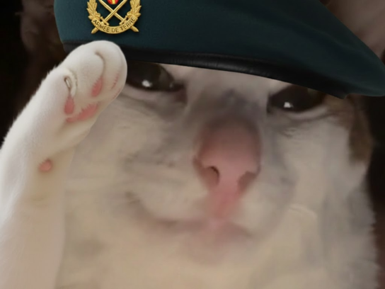 chat soldat groendland armee