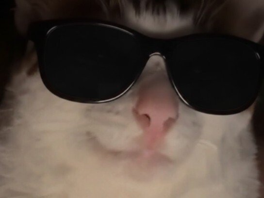 chat aveugle lunettes