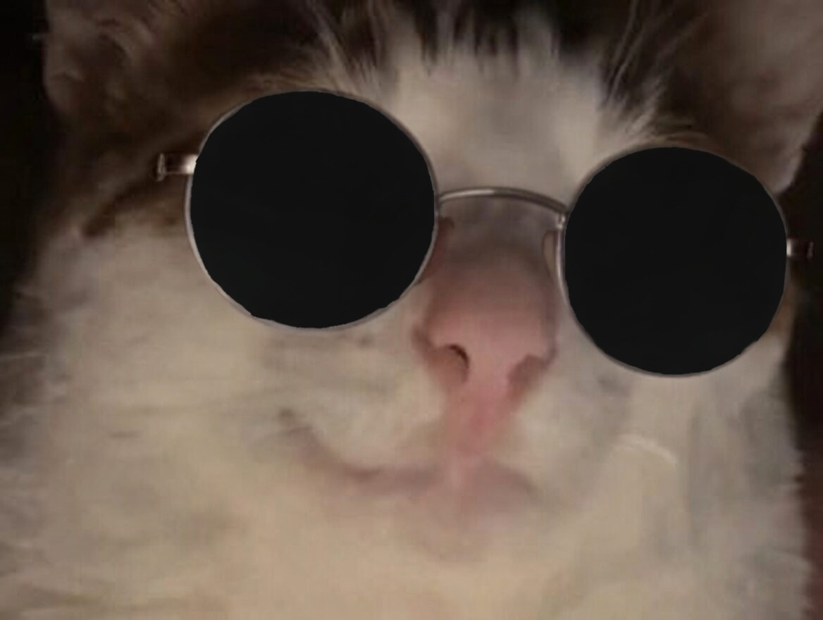 chat cat suspect bizarre mignon maredioa regard menace yeux lunettes soleil rondes golem shills