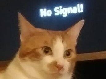 signal no cat chat