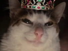 chat-cat-suspect-bizarre-tarax-mignon-maredioa-regard-menace-roi-couronne-empereur-royal-chef-bijoux