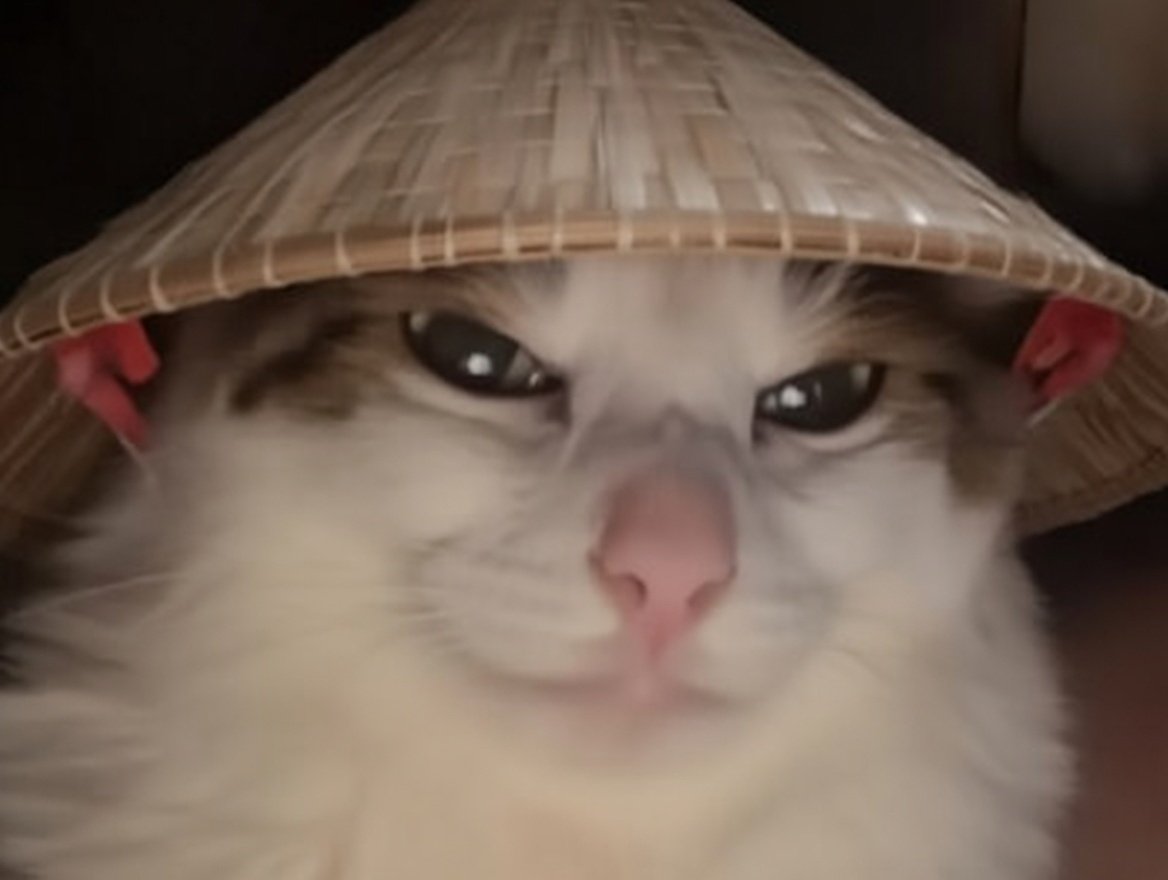 chat chapeau chinois diable