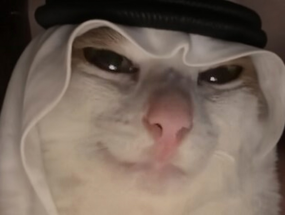 chat cat suspect bizarre tarax mignon qatar arabe qlf