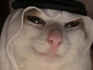 chat-cat-suspect-bizarre-tarax-mignon-qatar-arabe-qlf
