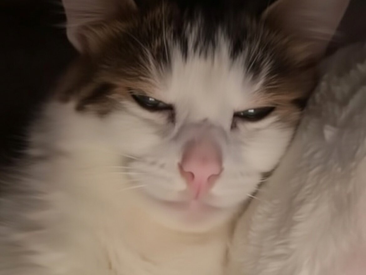 chat gooner cat goon sleep dort dormir fatigue