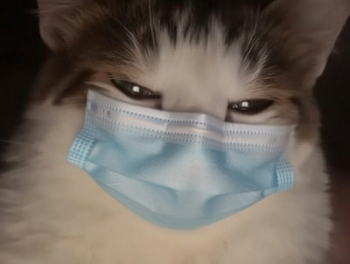 chat goon cat puant masque covid odeur