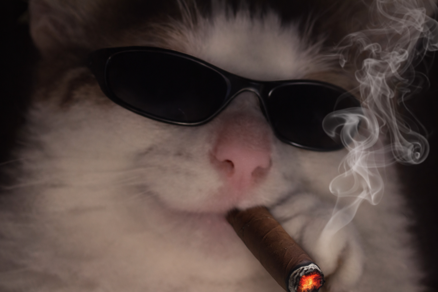 cat chat suspect bleu gooner cool lunette cigare fume soleil kinkky joueur