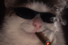 cat-chat-suspect-bleu-gooner-cool-lunette-cigare-fume-soleil-kinkky-joueur