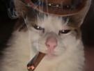 cat-goon-chat-cowboy-cigare
