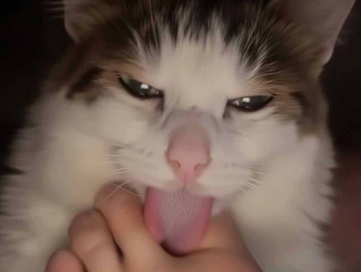 cat chat goon pied feet miam