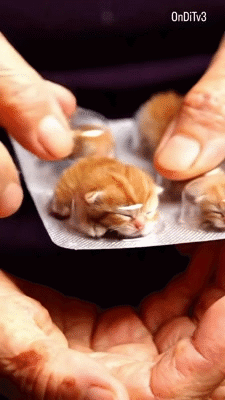 gato meow miaou mao katz kitty cachet tab pill medoc soin cura ayuda potion medic