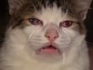 chat-cat-pleure-cry-bebe-larmes-chiale
