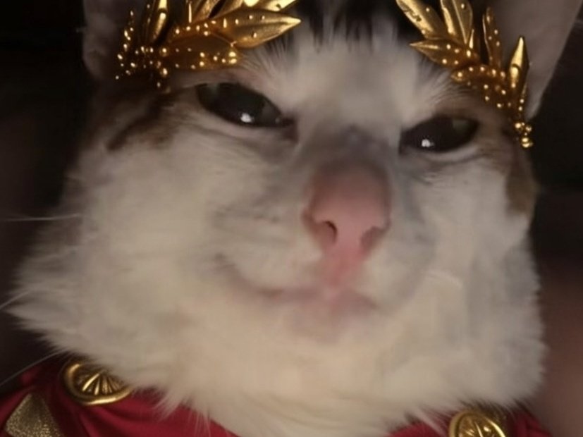 cat chat mignon zinzin rome empereur romain bizarre suspect ave catus maximus gravitas imperator