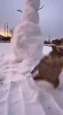 gato meow miaou mao katz kitty owl hib hul plane plume aigle eagle nieve ice