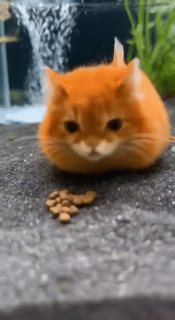 gato meow miaou mao katz kitty aqua fish pescado psari nemo globe nage swim flotte