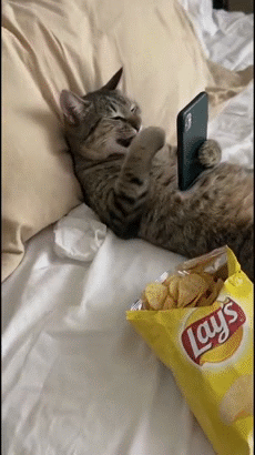 katz gato meow miaou mao chillax repos pause rest nap sofa bed ronfle rever sueno