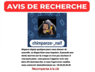 chimpanze-naif-khey-avis-de-recherche-disparition-inquietante-disparu-recompense-appel