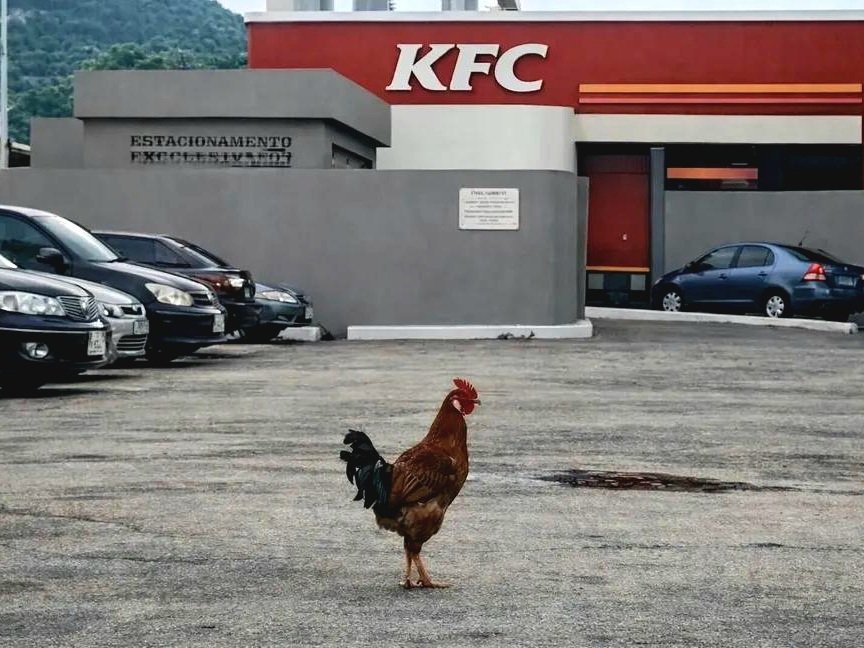 kfc coq cuck proie predateur poulet k f c chicken piege colonel harland sanders knifos
