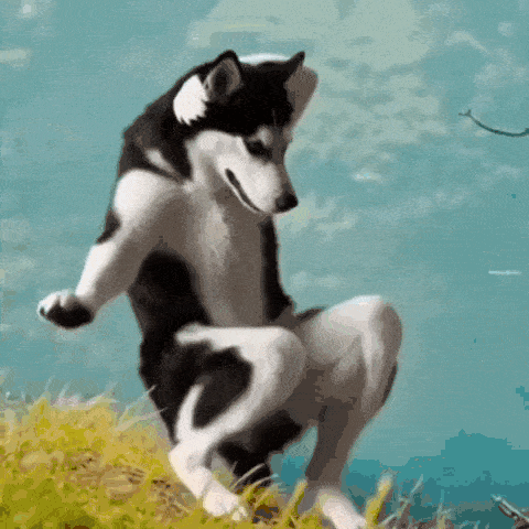 husky dance gif