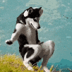 husky-dance-gif