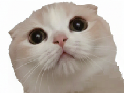 chat mignon ahi chaton cute moew miaou