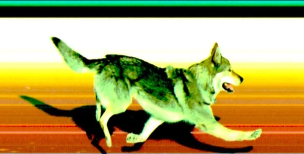 chien ski olympique photofinish