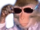 bourse-singe-bg-lunette-singerie-singesque-beau-gosse-alpha-deter-lqq-regard-chad