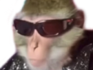bourse-singe-bg-lunette-singerie-singesque-beau-gosse-alpha-deter-lqq-regard-chad