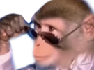 bourse-singe-bg-lunette-singerie-singesque-beau-gosse-alpha-deter-lqq-regard-chad