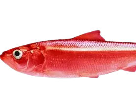 hareng rouge fic duo choc brad sifflet fausse piste choix droite gauche bloop sueur