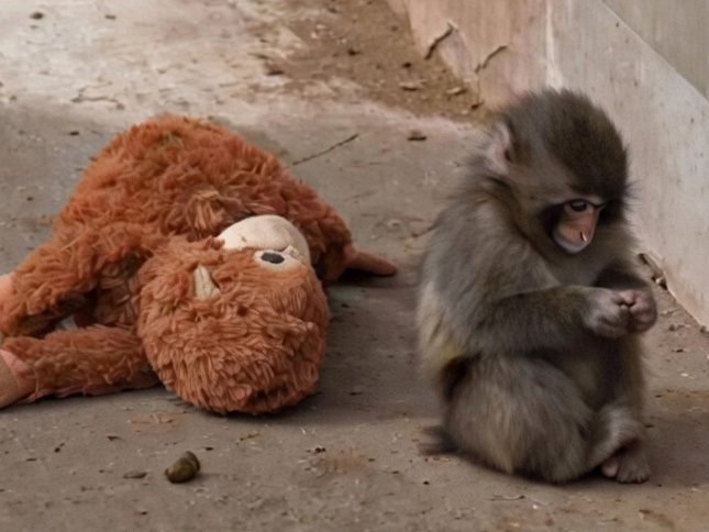 punch celestin singe macaque petit bebe solitude tristesse zero tout victime triste pauvre