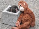punch-celestin-singe-macaque-petit-bebe-solitude-tristesse-zero-tout-victime-triste-pauvre
