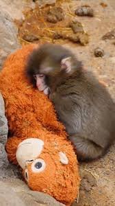 punch celestin singe macaque petit bebe solitude tristesse zero tout victime triste pauvre