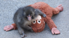 punch-celestin-singe-macaque-petit-bebe-solitude-tristesse-zero-tout-victime-triste-pauvre