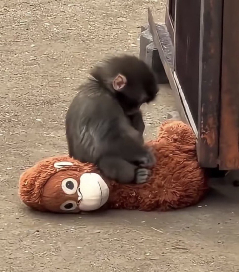 punch celestin singe macaque petit bebe solitude tristesse zero tout victime triste pauvre