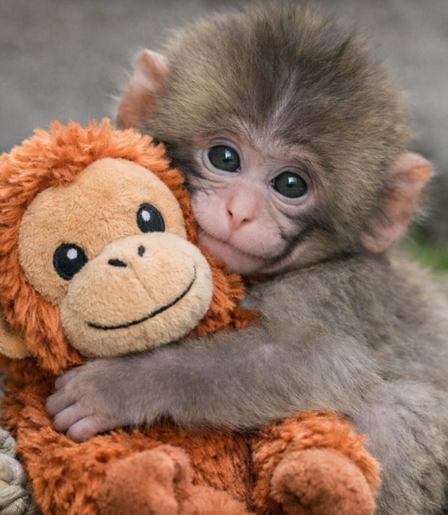punch singe macaque bebe cute amour peluche celestin victime mignon coeur